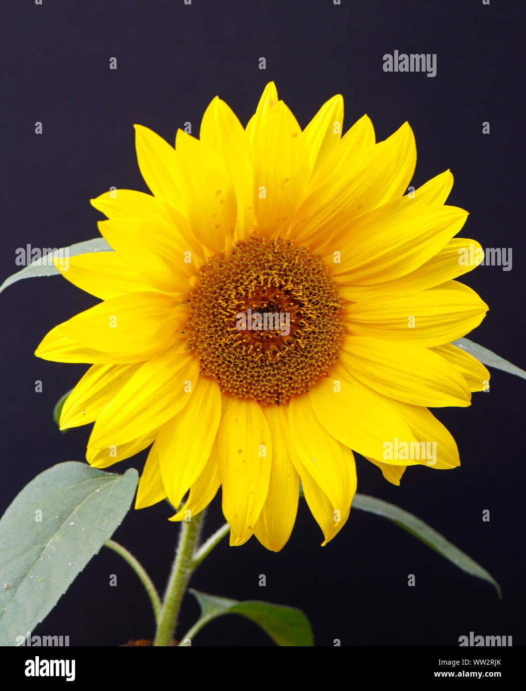 A sunflower blossom photographed against a black background. Stock Photo