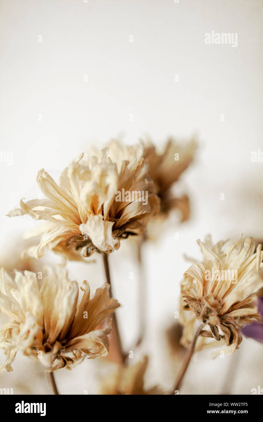 Dry Flower Heads Stock Photo