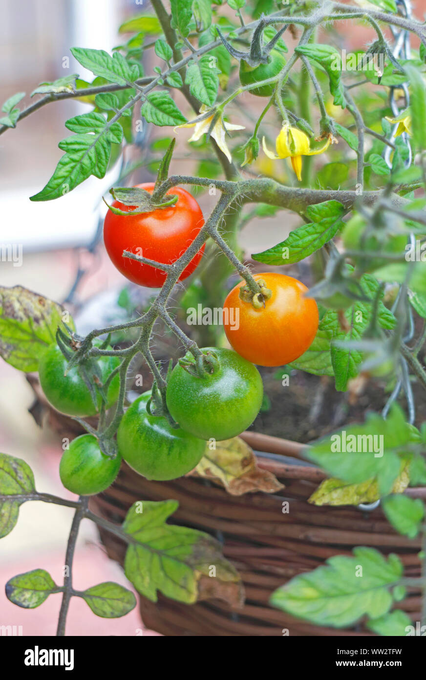Cherry tomatoes growing in a hanging basket and ripening in a small limited space garden. Stock Photo