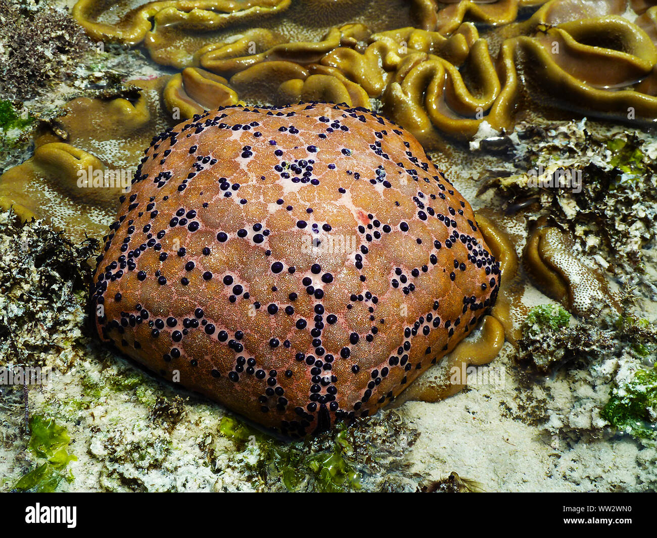 The Cushion Star is related to Starfish but does not exhibit its radial symetry so obviously. They are fleshy to the touch with a tough skin Stock Photo
