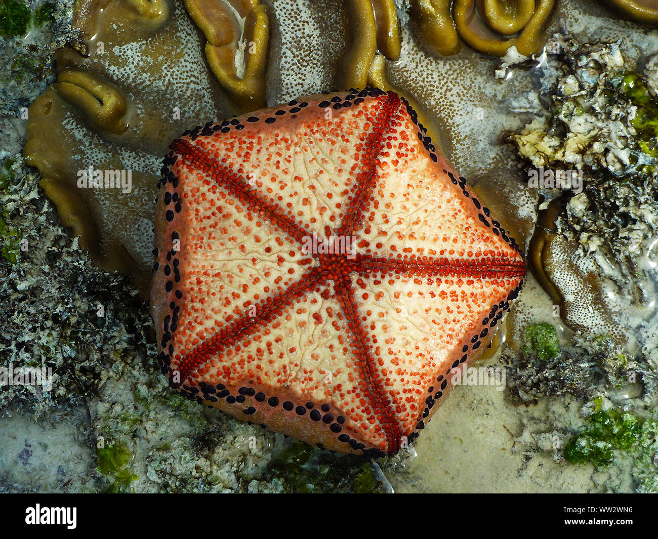 The Cushion Star is related to Starfish but does not exhibit its radial symetry so obviously(best seen on the underside). Stock Photo