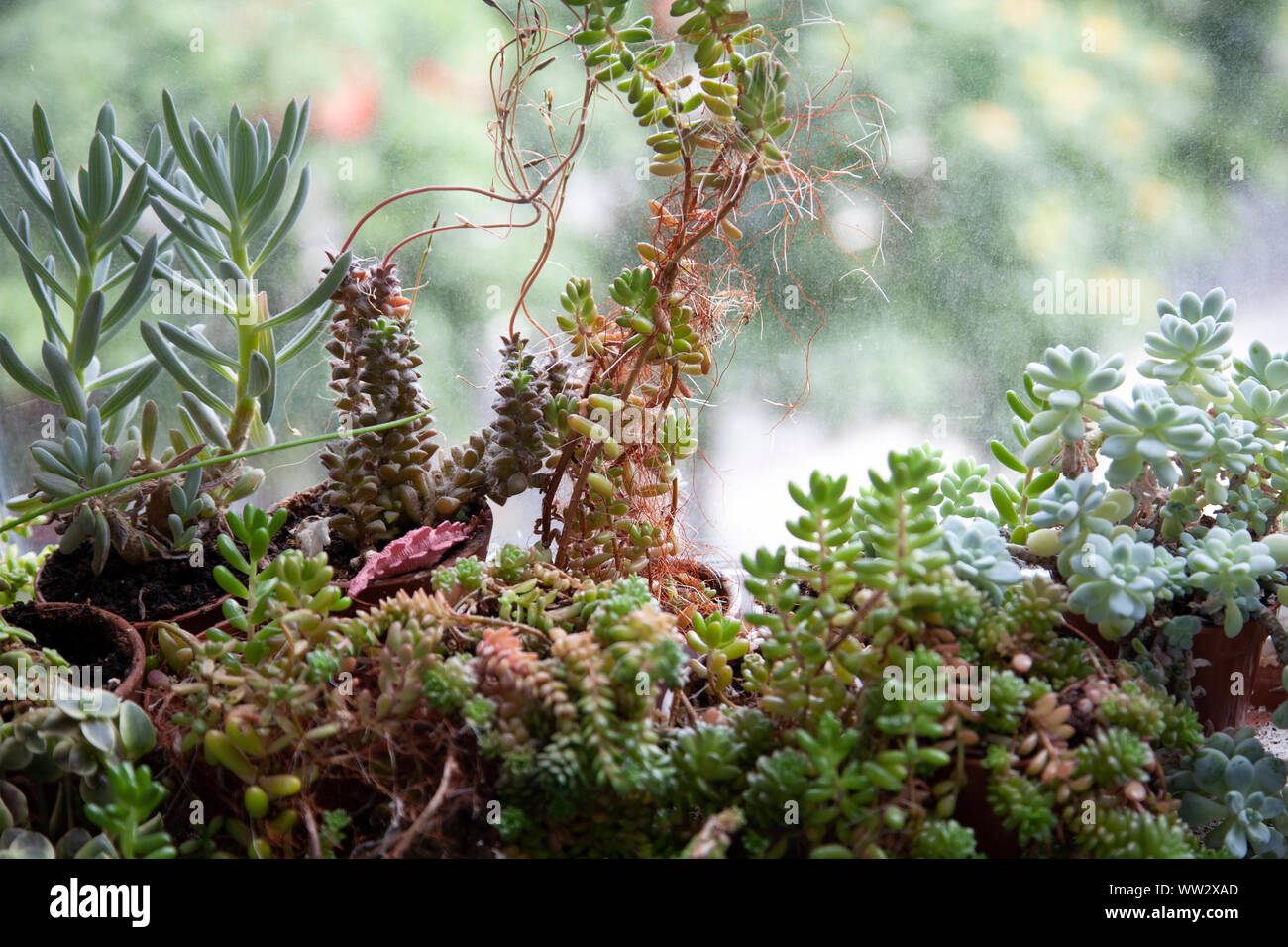 succulents green Euphorbia flanaganii f. cristata Green Coral