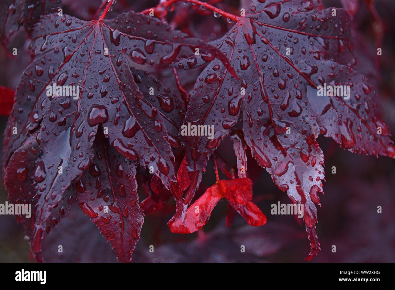 Purple acer palmatum japanese maple hi-res stock photography and images ...