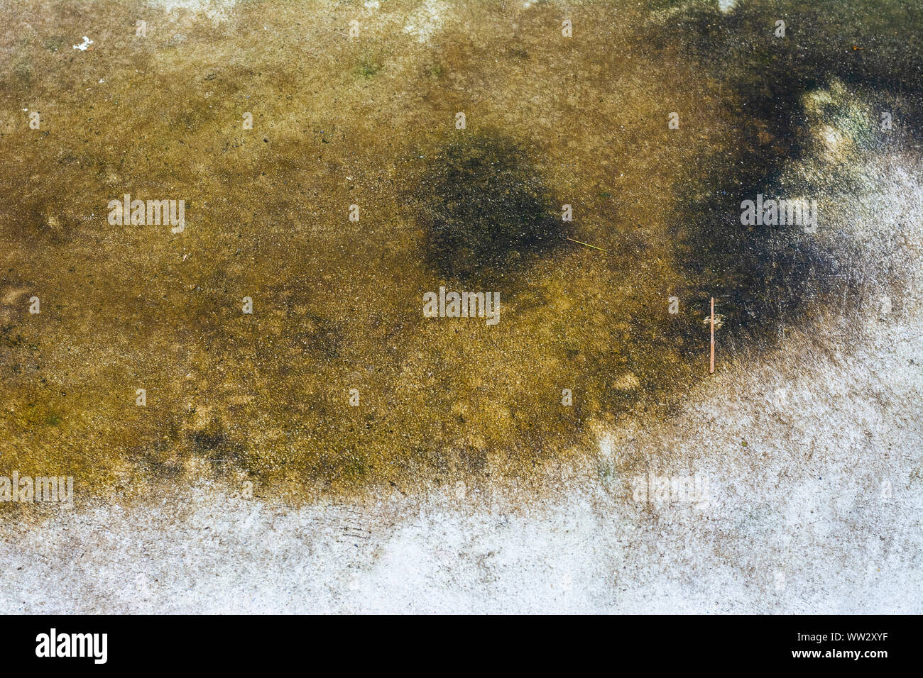 Moss background, Green moss on grunge texture. Stock Photo
