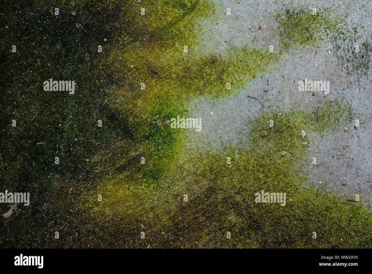 Moss background, Green moss on grunge texture. Stock Photo