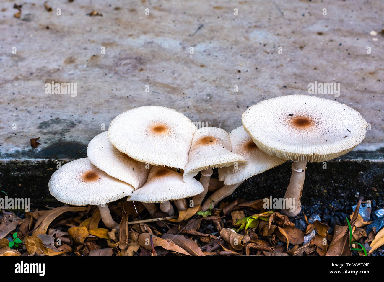 Mushrooms that bloom on the ground, Backyard. Stock Photo
