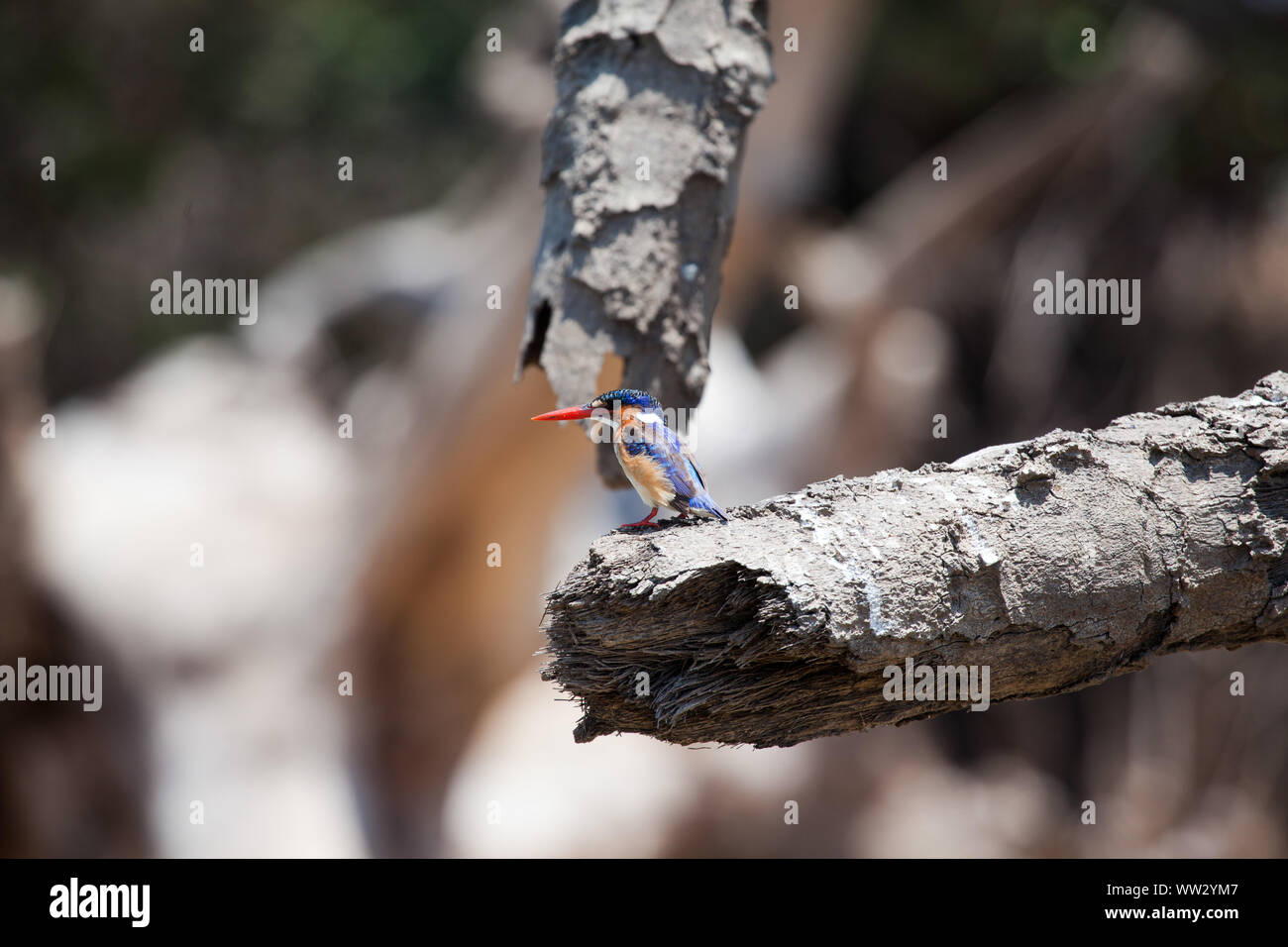 The small and very blue malachite kingfisher standing on a branch, Tanzania Stock Photo