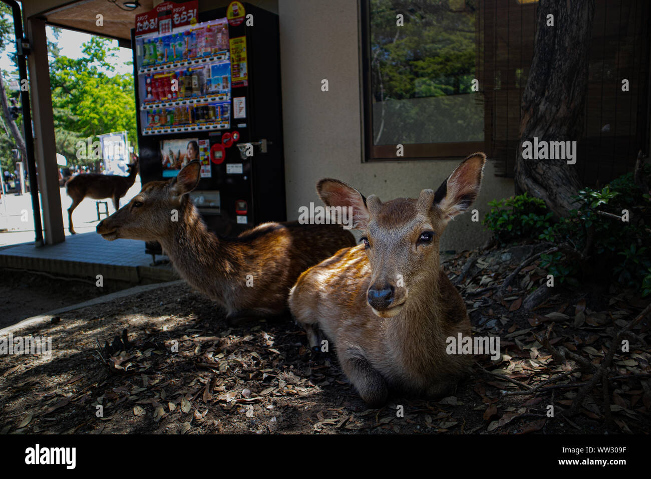 Deer Closeup in Nara Park Stock Photo