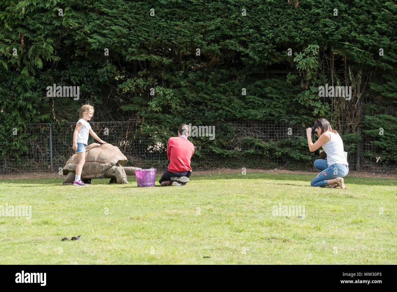 Keeper and visitors with Aldabra Giant Tortoise Linton Zoo Conservation Park Cambridgeshire 2019 Stock Photo