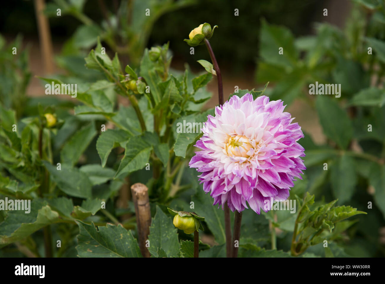 Dahlia optic illusion Stock Photo - Alamy