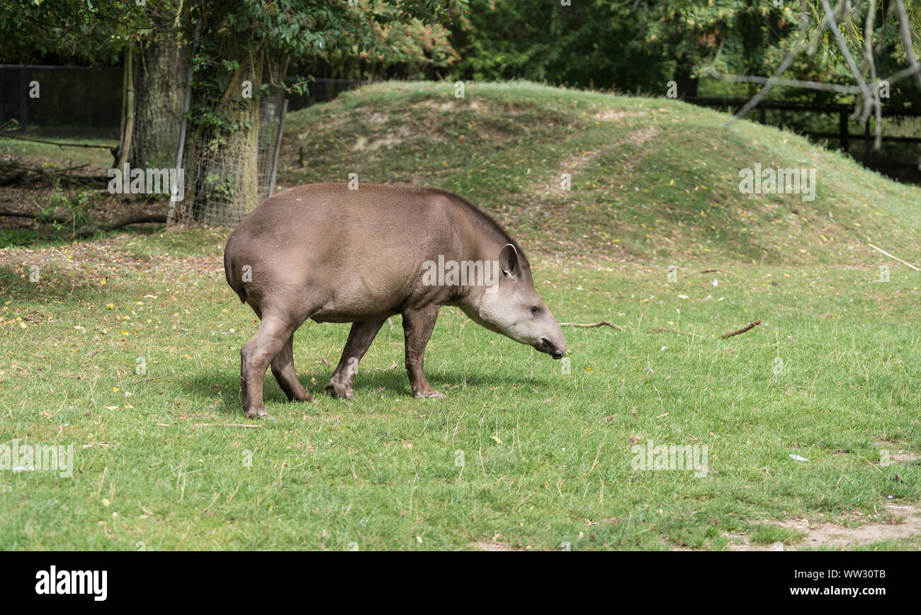 Brazillian Tapir Linton Zoo Conservation Park Cambridgeshire 2019 Stock Photo
