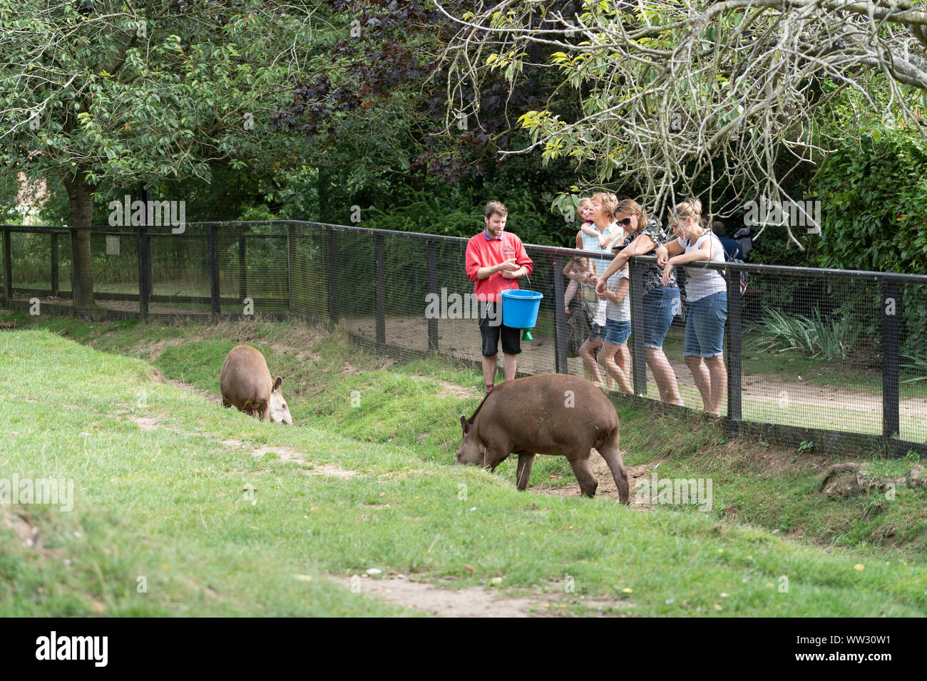 Brazillian Tapir with keeper Linton Zoo Conservation Park Cambridgeshire 2019 Stock Photo