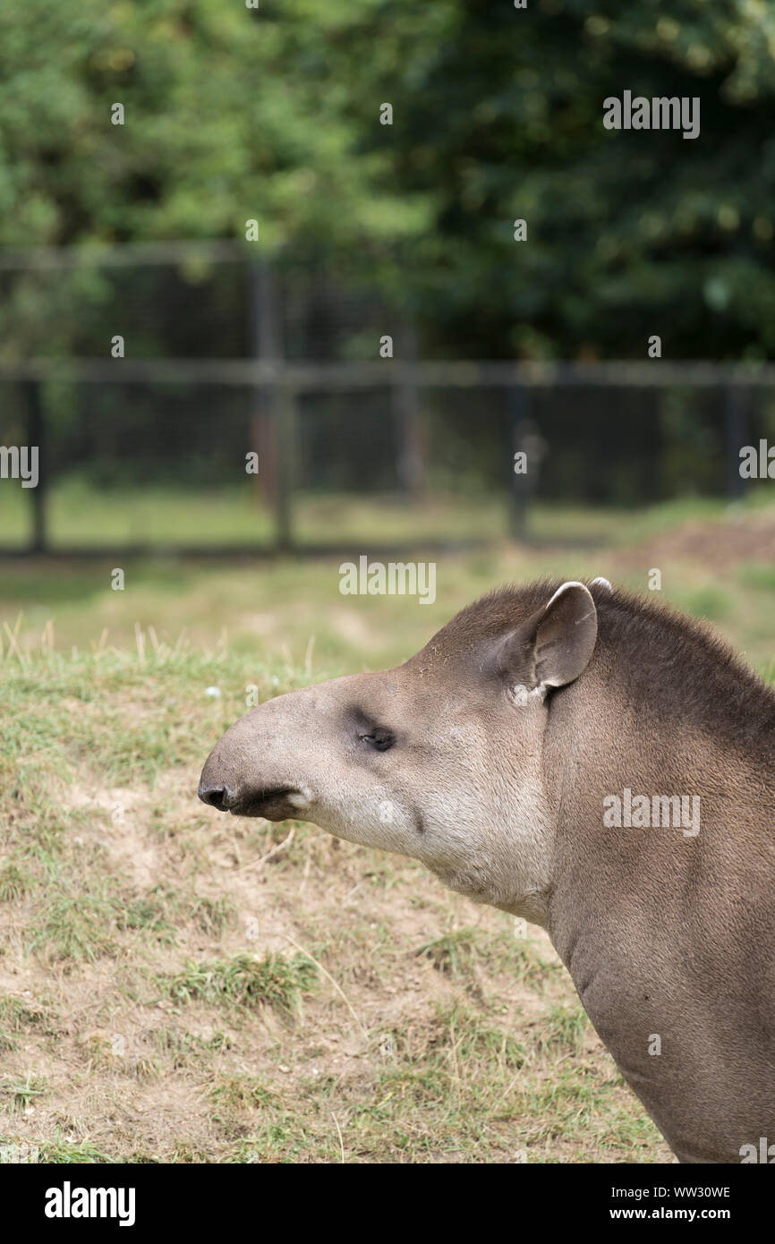 Brazillian Tapir Linton Zoo Conservation Park Cambridgeshire 2019 Stock Photo