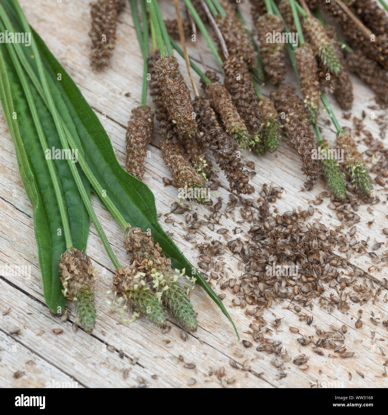 Spitz-Wegerich, Spitzwegerich, Samen, Samenstände, Kräuterernte, Wegerichsamen, Saat, Wegerich, Plantago lanceolata, English Plantain, Ribwort, narrow Stock Photo