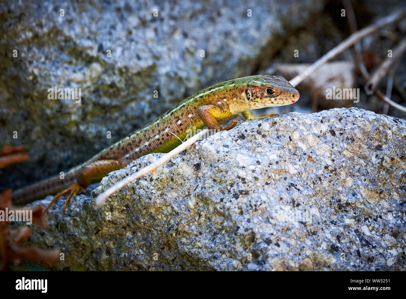 Meadow lizard ( Darevskia pontica ) sitting on a rock Stock Photo