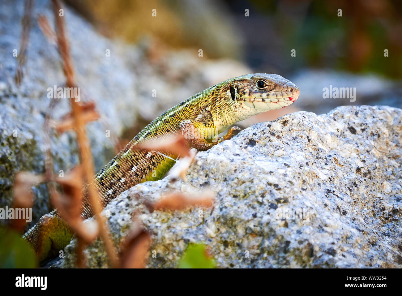 Meadow lizard ( Darevskia pontica ) sitting on a rock Stock Photo