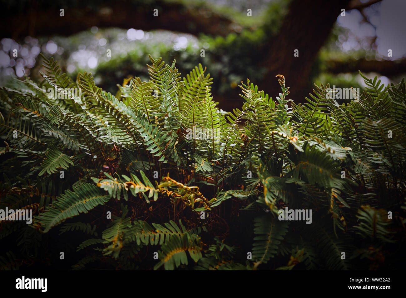 Ferns growing on a tree in a state park near Hudson, Florida Stock Photo