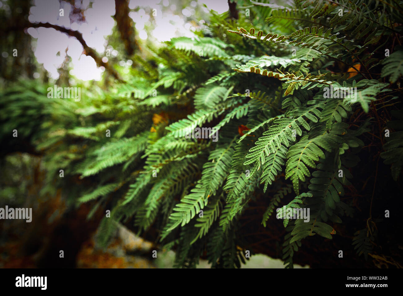 Ferns growing on a tree in a state park near Hudson, Florida Stock Photo