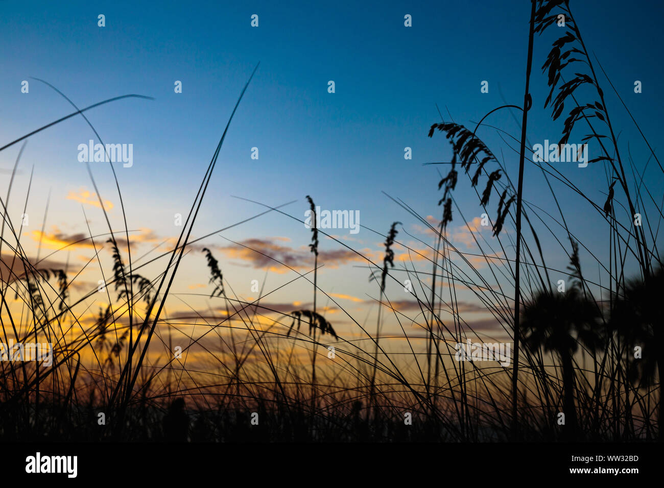 Grass, sea oats, and palm tree silhouette. Beach sunset, Hudson beach,, Florida Stock Photo