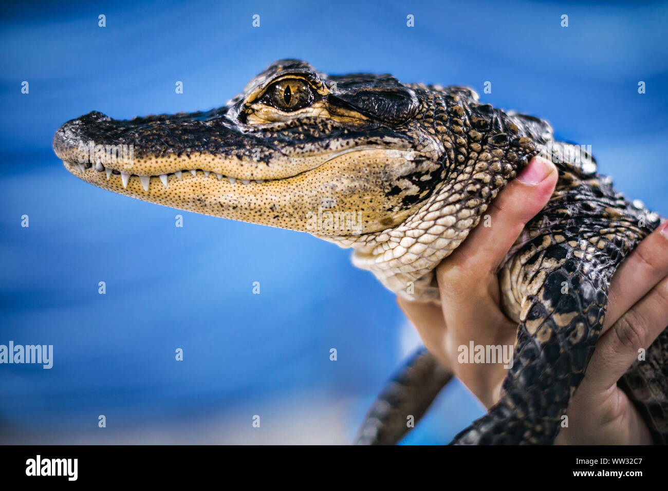 Hand held small alligator, Florida Stock Photo