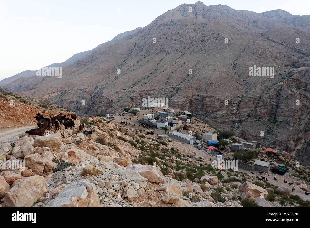 A herd of goats walking on a dirt road in a small mountain village, Oman Stock Photo