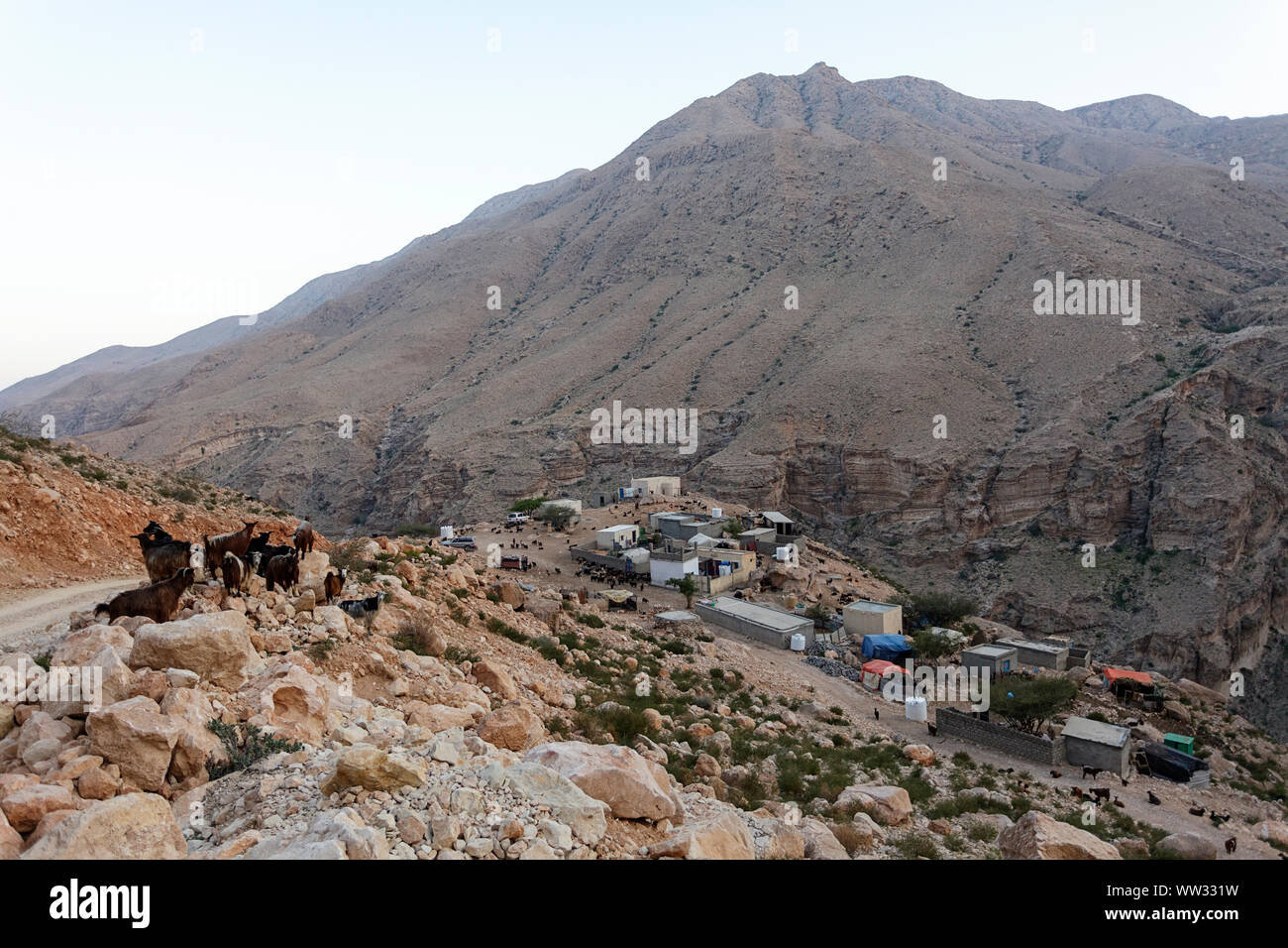 A herd of goats walking on a dirt road in a small mountain village, Oman Stock Photo