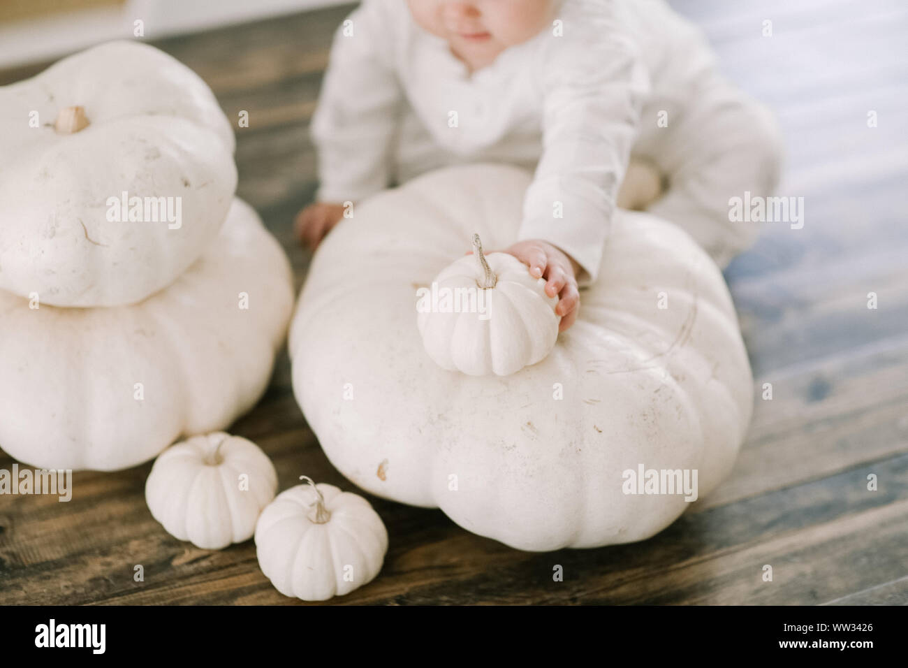 White Pumpkins Being Held By Baby Stock Photo