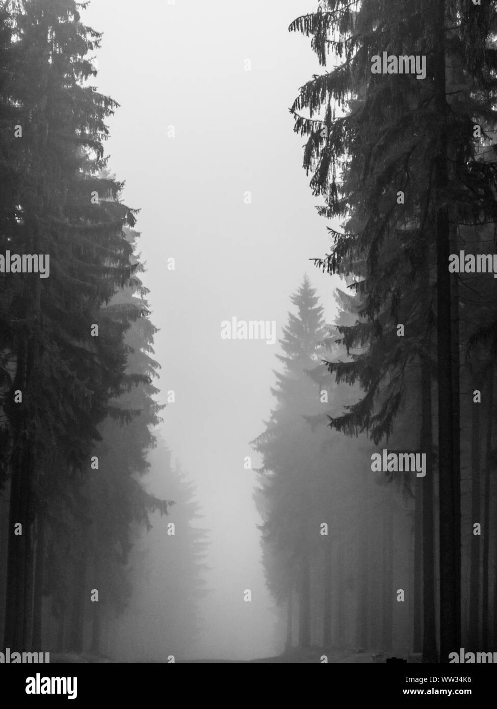 Trees in a forest shrouded in fog black and white Stock Photo - Alamy