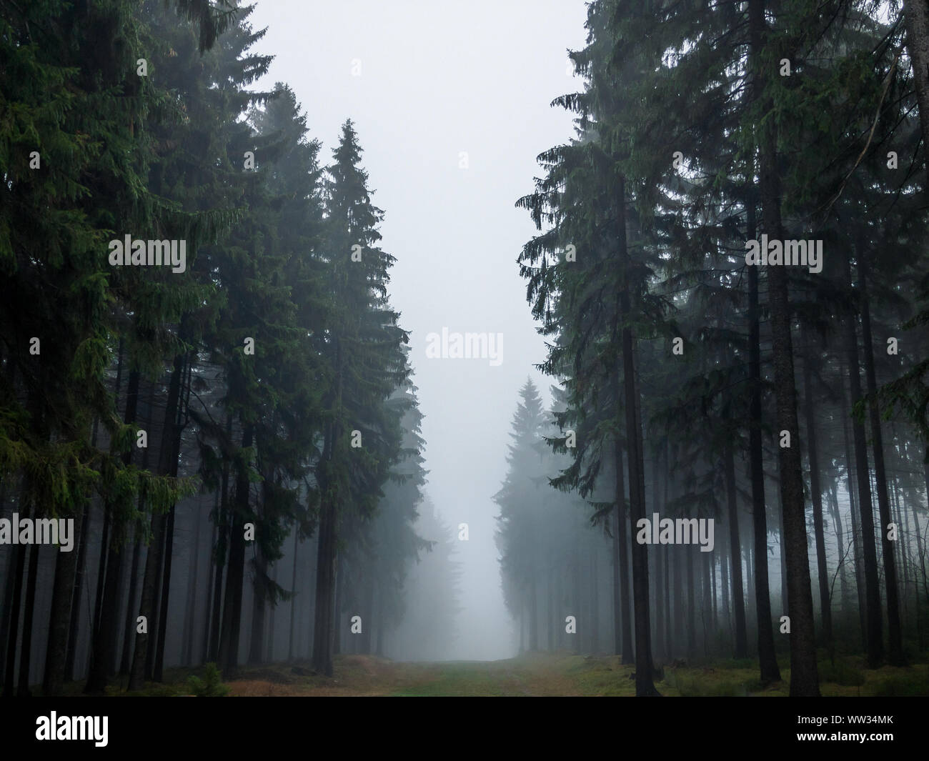 Trees in a forest shrouded in fog Stock Photo - Alamy