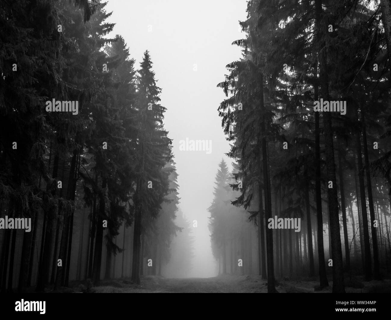 Trees in a forest shrouded in fog black and white Stock Photo - Alamy