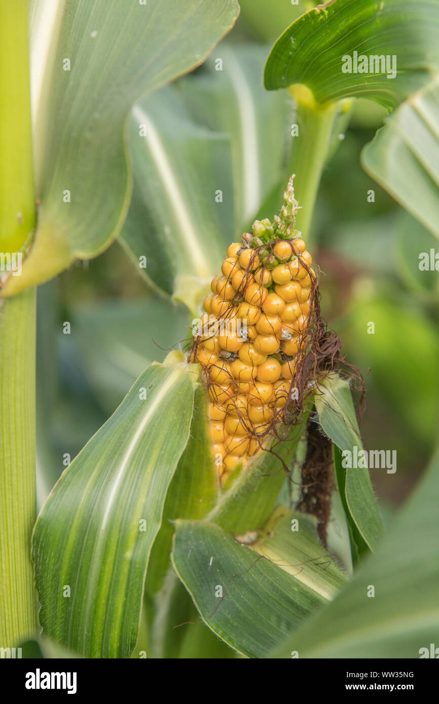 Maize / Sweetcorn / Zea mays growing in Cornwall field for animal feed