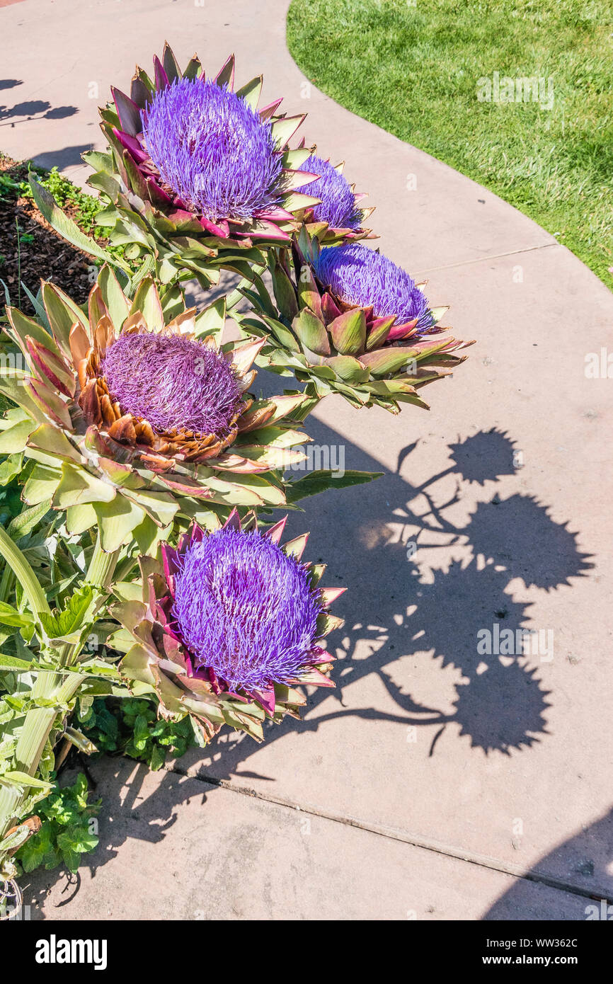 The purple colored flowering heads of the artichoke plant. Stock Photo