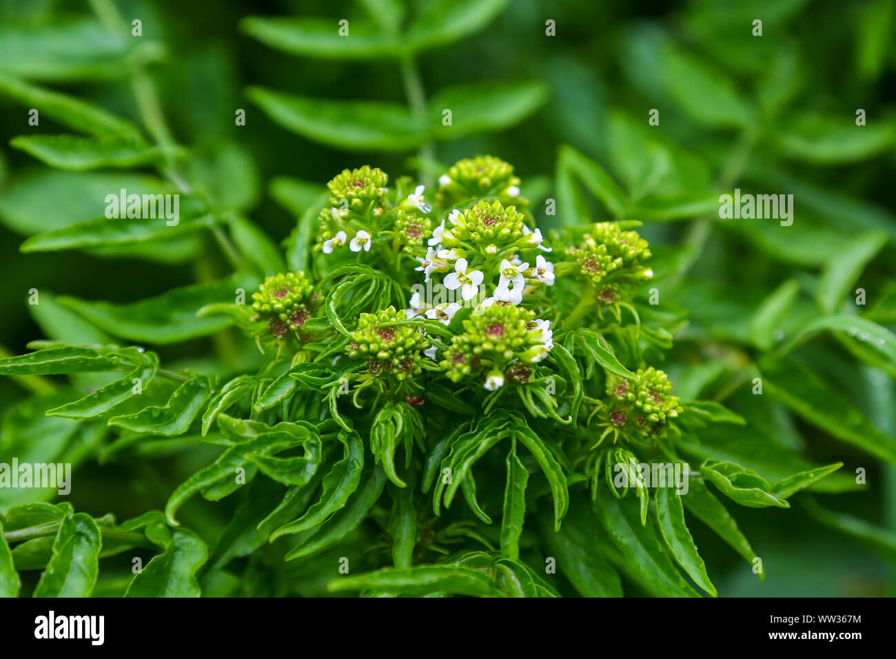 A Water cress (Nasturtium officinale) plant just coming into flower on St Mary's Island, Isles of Scilly, England, UK Stock Photo