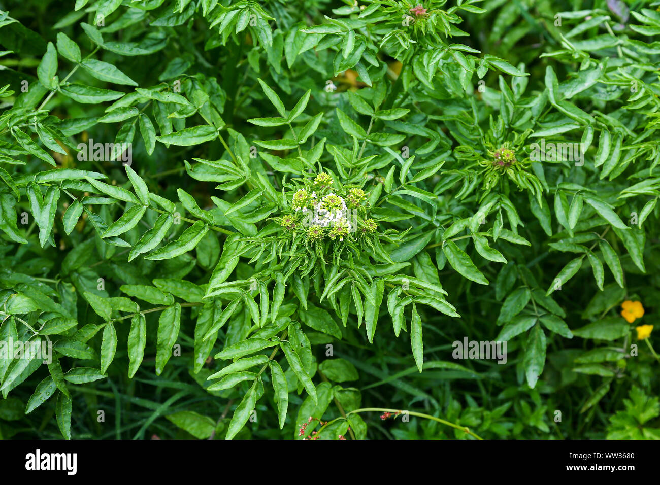 A Water cress (Nasturtium officinale) plant just coming into flower on St Mary's Island, Isles of Scilly, England, UK Stock Photo