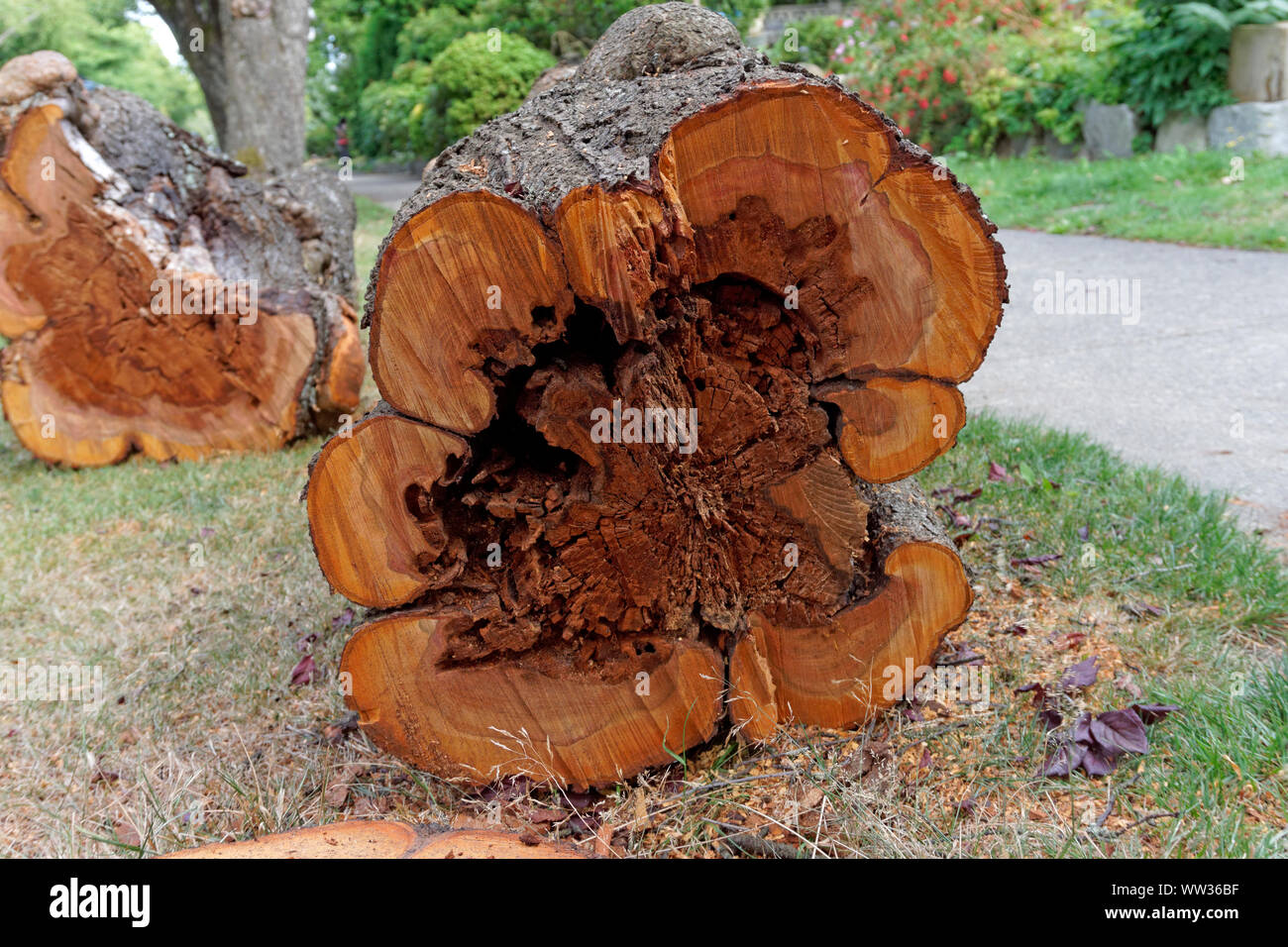Cross section of a felled ornamental plum tree trunk lying on the ground showing heart rot fungal disease, Vancouver, BC, Canada Stock Photo