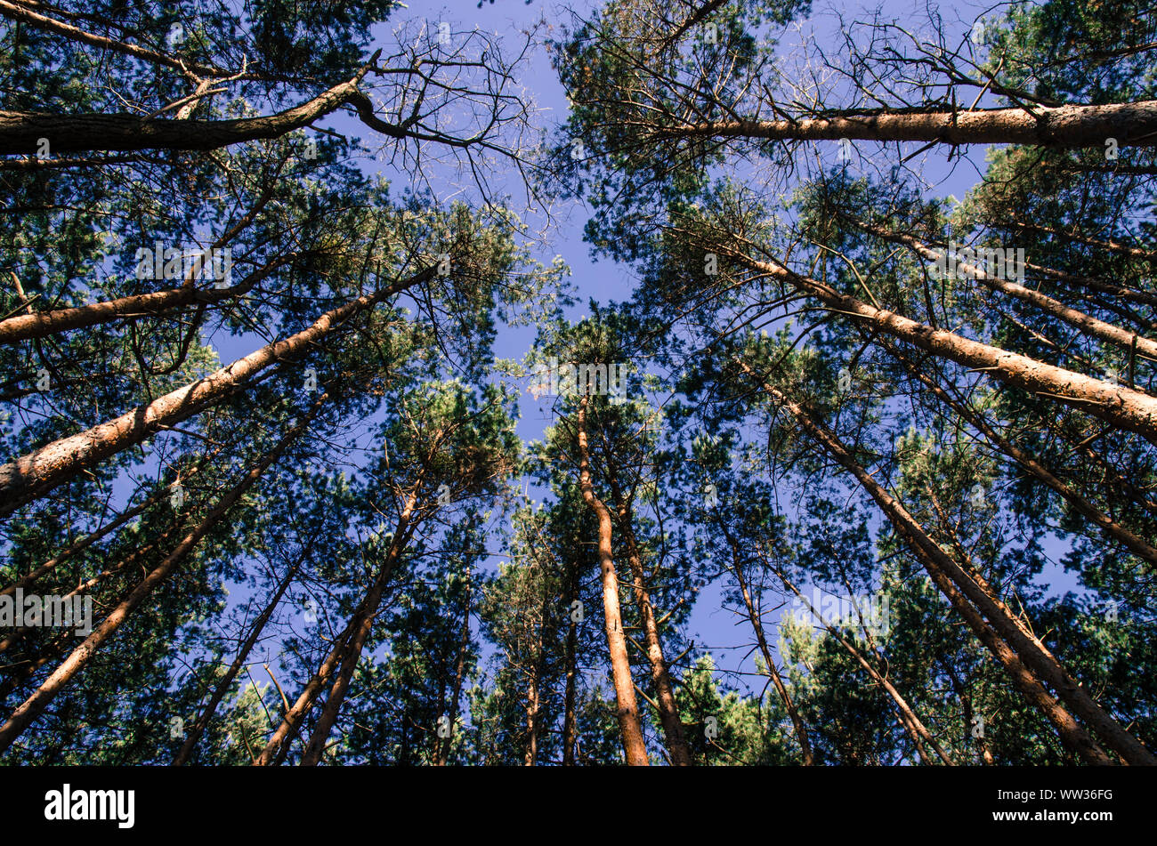 view to the top of trees Stock Photo Alamy