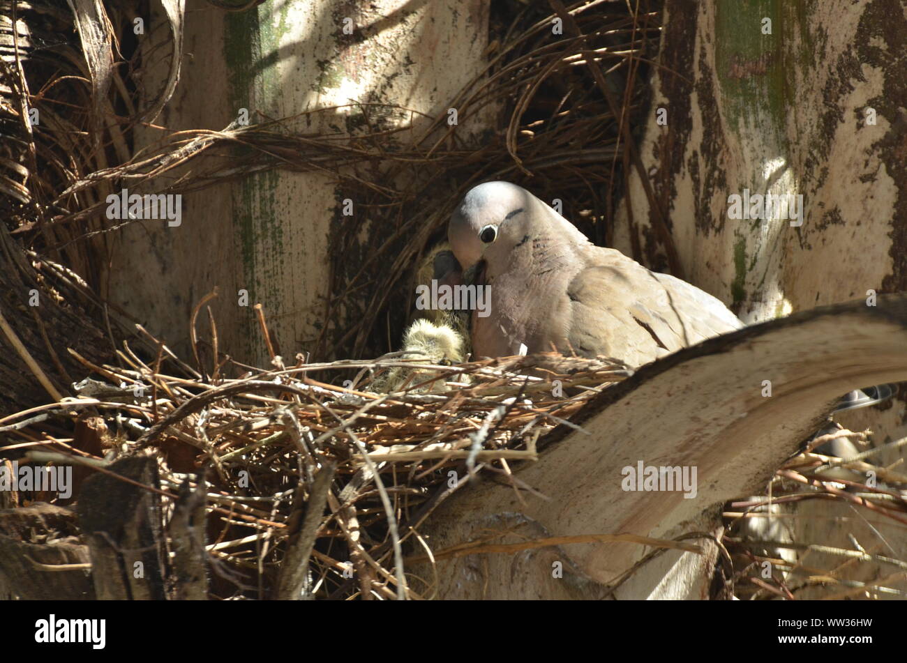 Bird nurturing and feeding baby birds Stock Photo Alamy