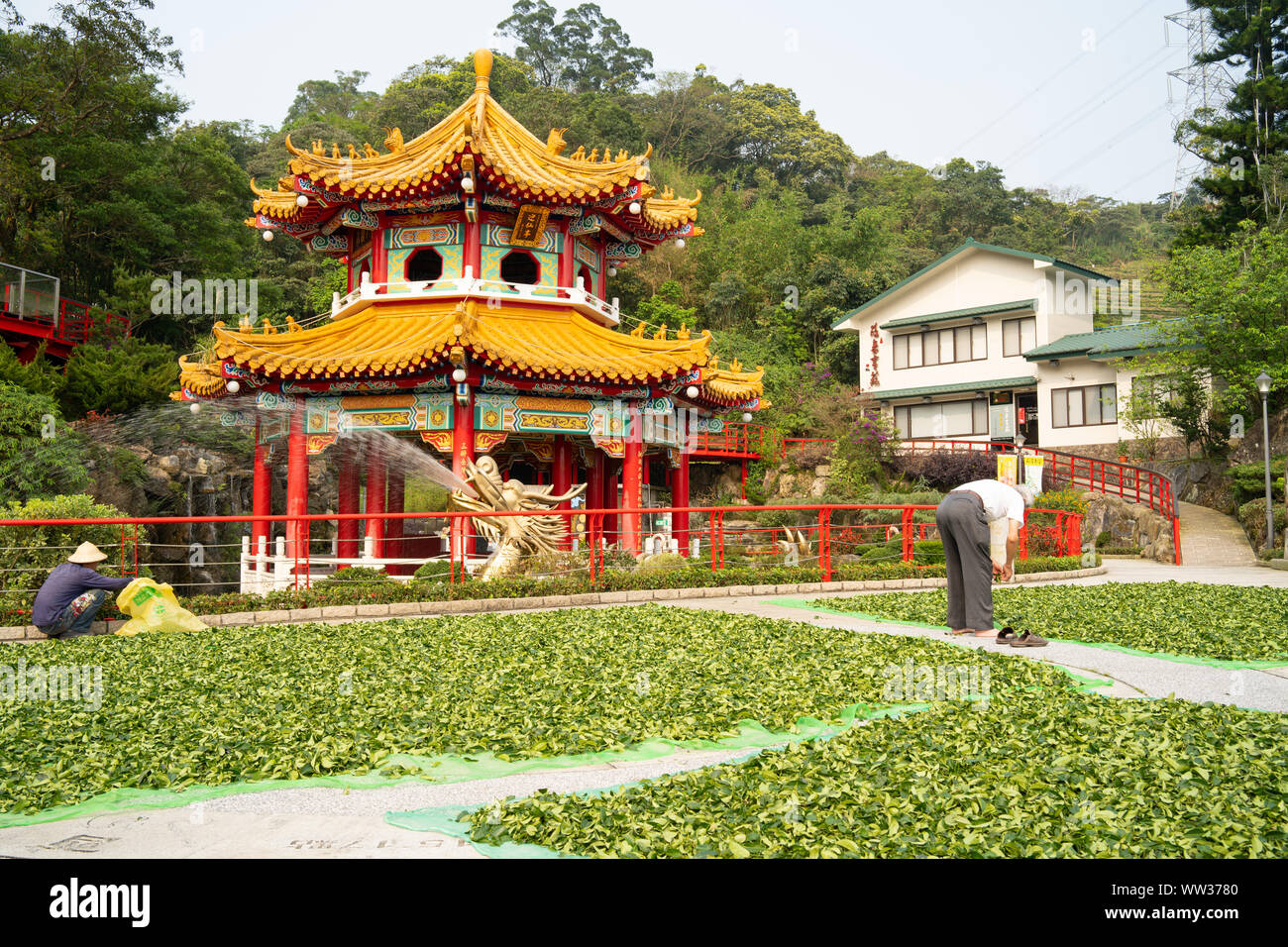 Taipei, Taiwan: Traditional Tea Making by two men laying fresh tea leafs out in front of a temple Stock Photo