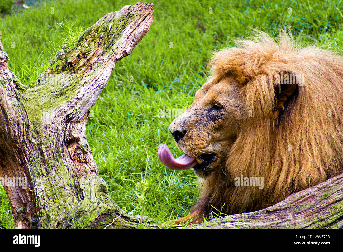 Lion sticking tongue out Stock Photo