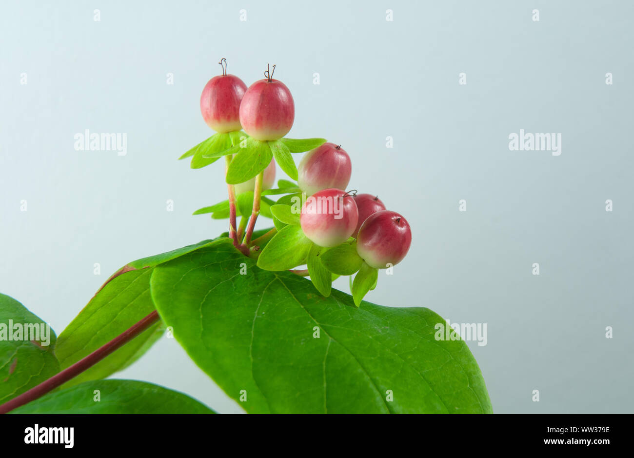 close-up of ripening berries of hypericum adrosaemum, tutsan or sweet-amber, changing color from green to red Stock Photo