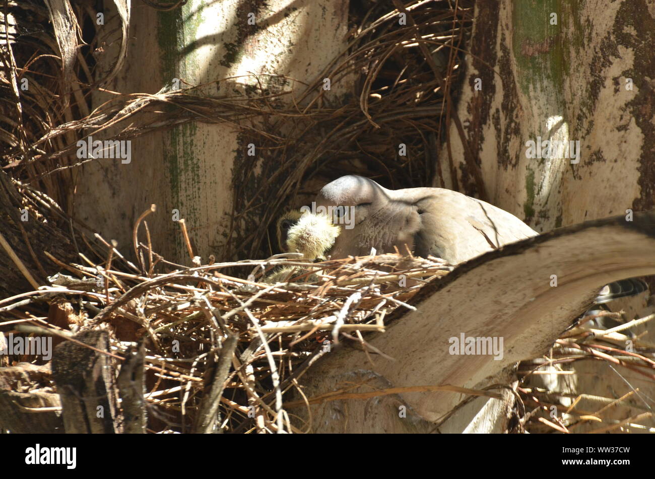 Bird nurturing and feeding baby birds Stock Photo Alamy