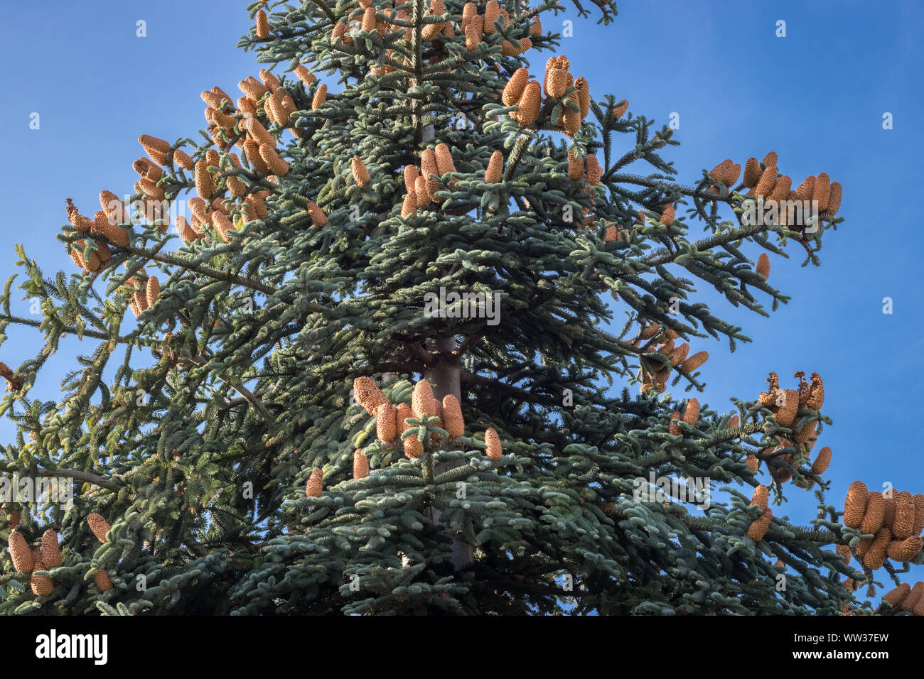 Abies procera (noble fir) with cones and a blue sky as background Stock Photo