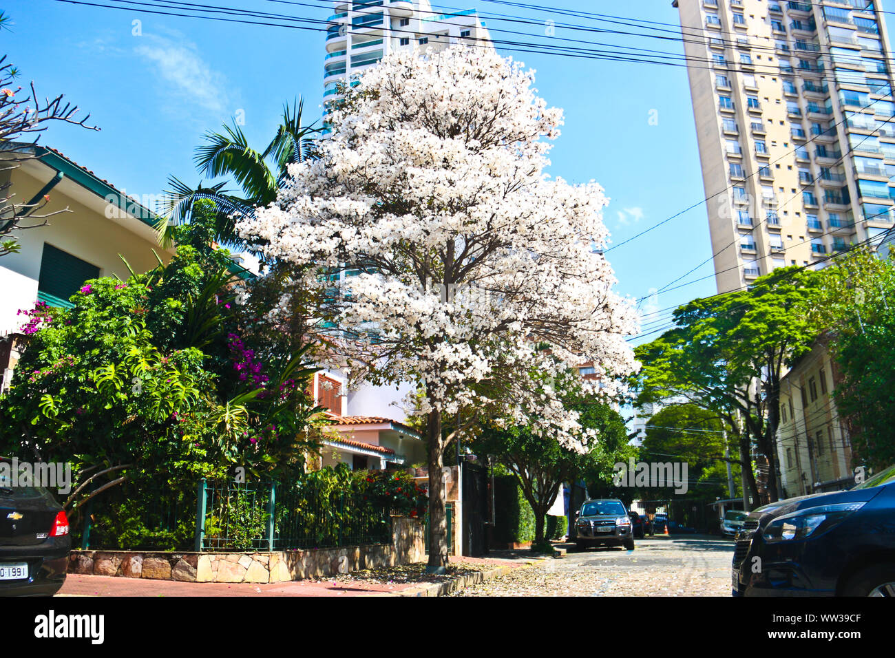 Ipe tabebuia sp hi-res stock photography and images - Alamy