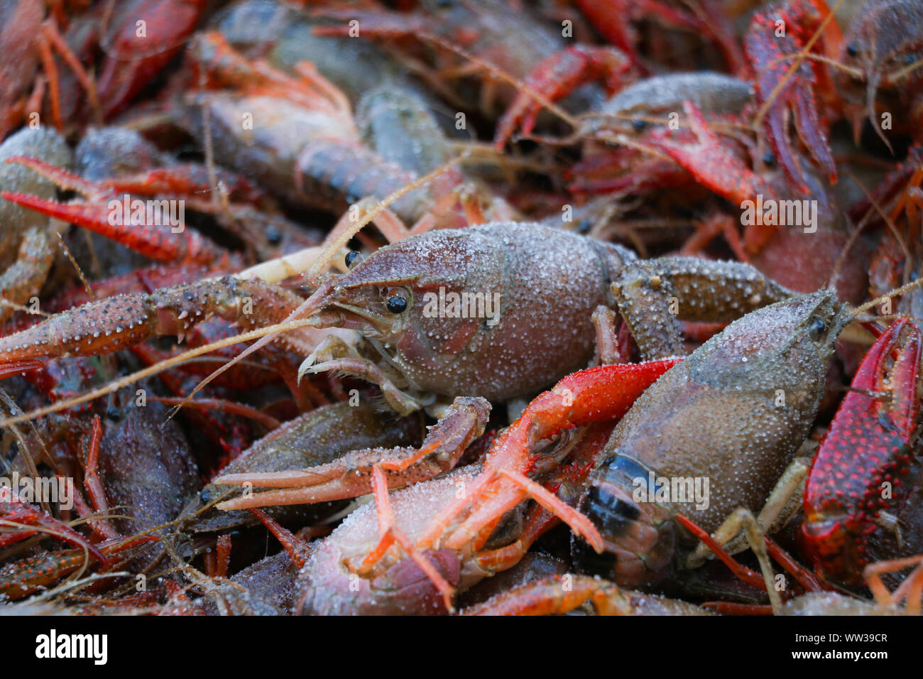 Crawfish Stock Photo