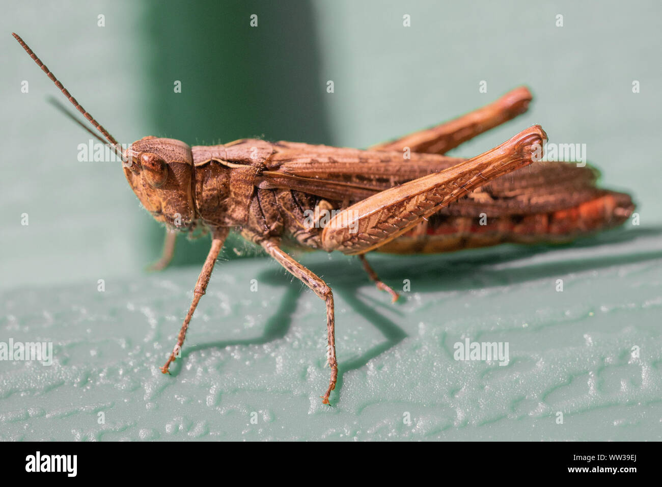 Closeup of common field grasshopper (Chorthippus brunneus) Stock Photo