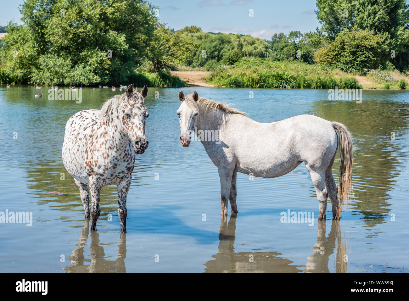 Port meadow oxford horses hires stock photography and images Alamy