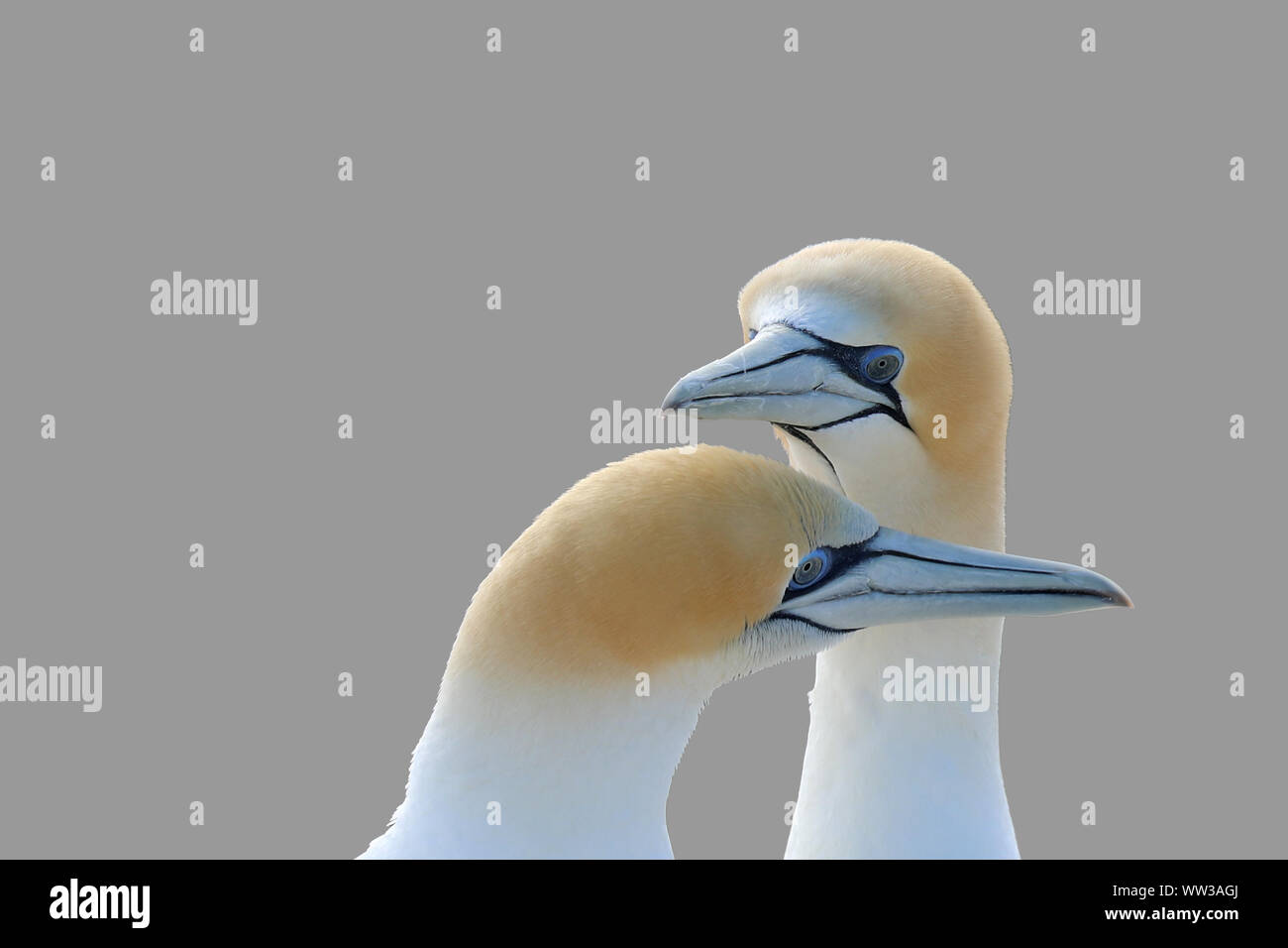 Gannet  in New Zealand at the Cape Kidnappers Stock Photo