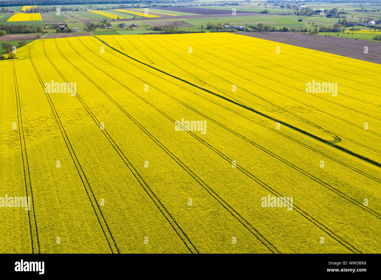 rapeseed field seen from above - yellow flowers Stock Photo