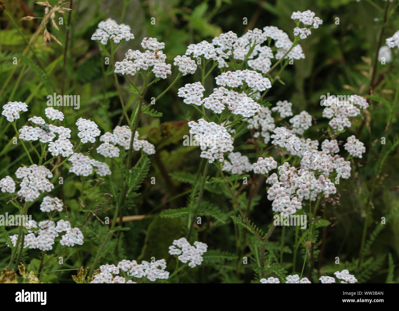 Achillea millefolium commonly known yarrow hi-res stock photography and ...