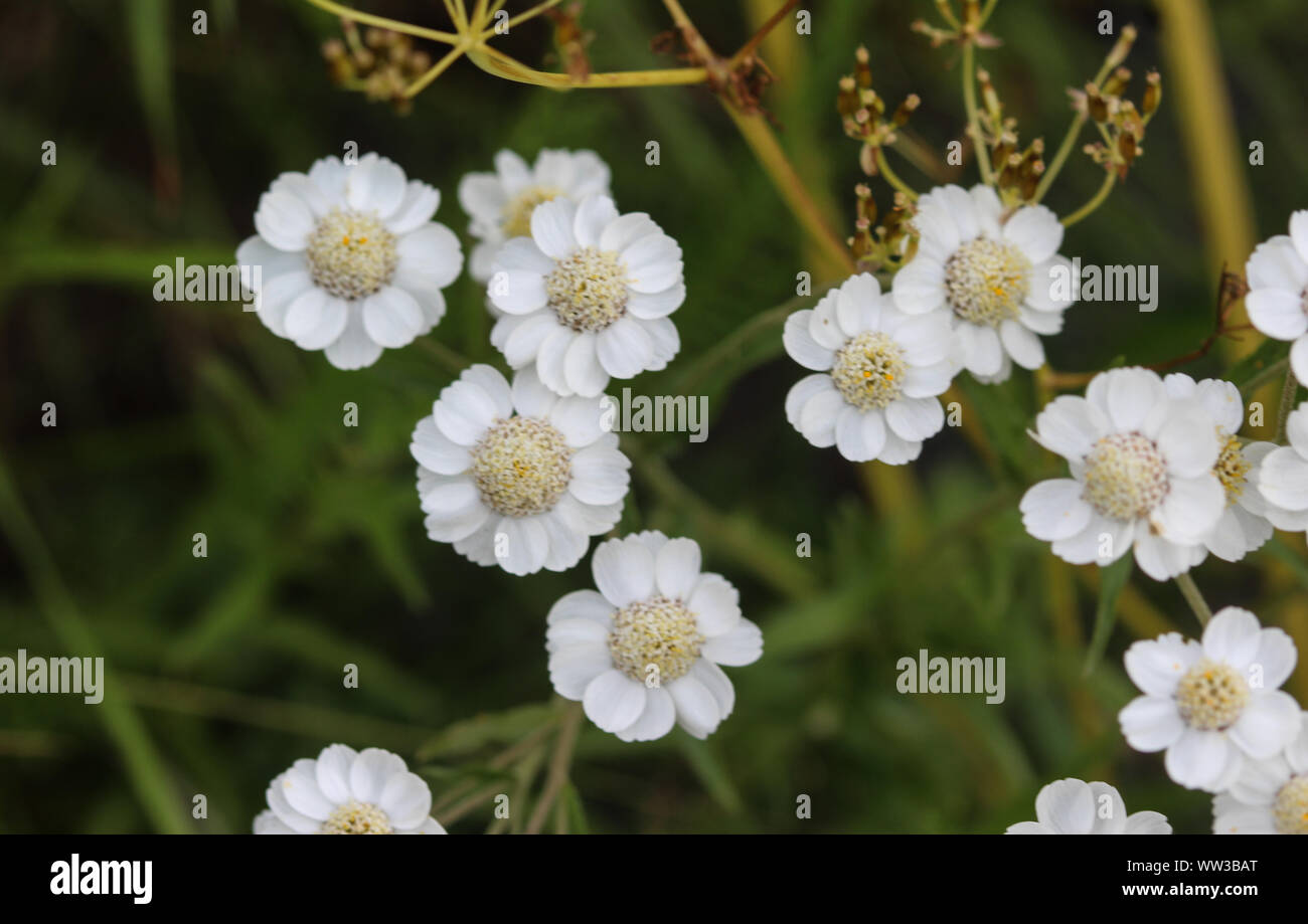 close up of Achillea millefolium, commonly known as common yarrow Stock Photo